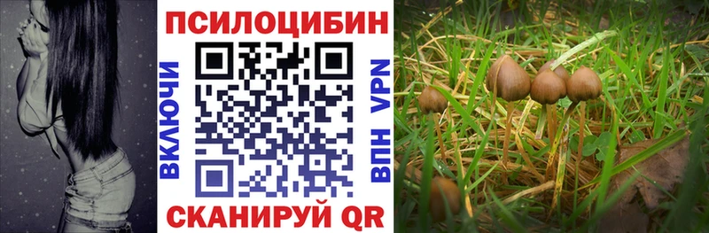 Псилоцибиновые грибы Psilocybe Новочеркасск